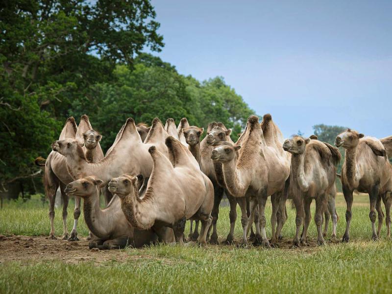 Kameler i Knuthenborg Safaripark